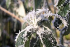 Eiskristalle 007  MINOLTA DIGITAL CAMERA